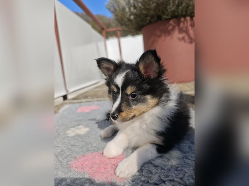Sheltiewelpen reinrassig suchen Körbchen