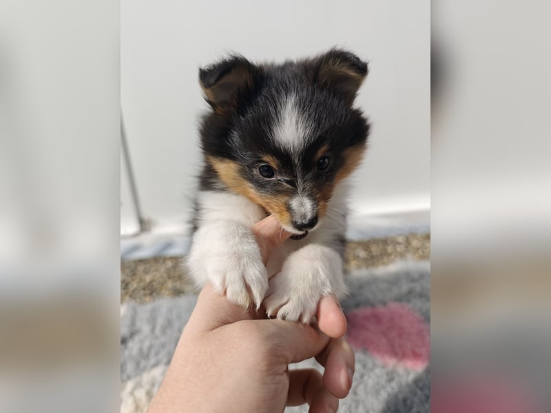 Sheltiewelpen reinrassig suchen Körbchen