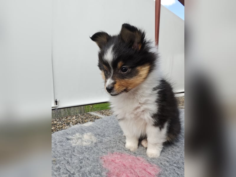 Sheltiewelpen reinrassig suchen Körbchen