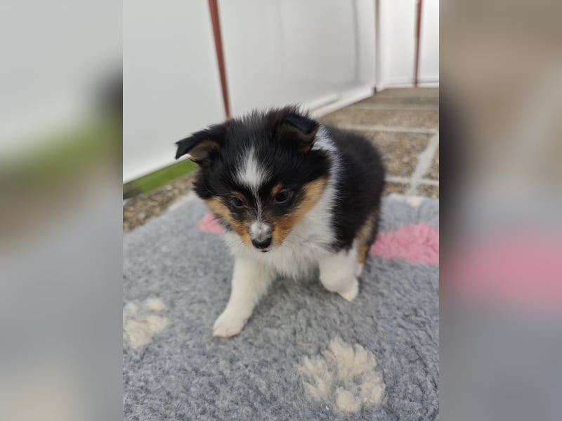 Sheltiewelpen reinrassig suchen Körbchen