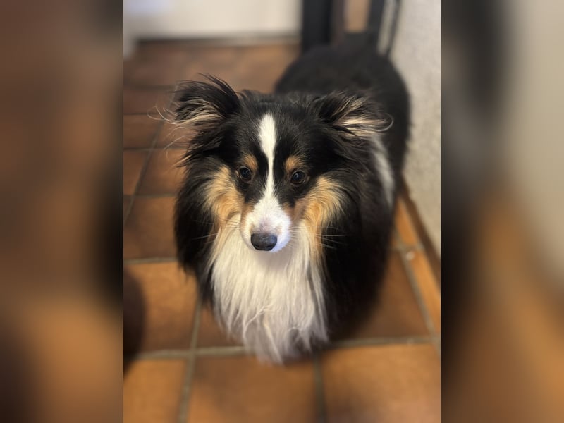 Sheltiewelpen reinrassig suchen Körbchen