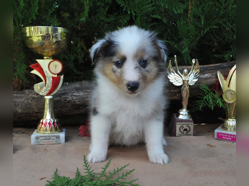 Sheltie FCI Hündinnen