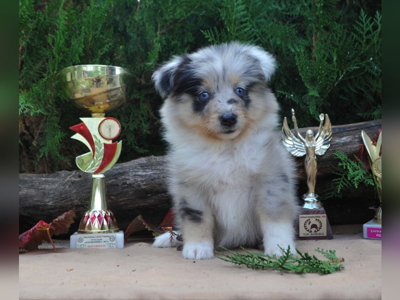 Sheltie FCI Hündinnen