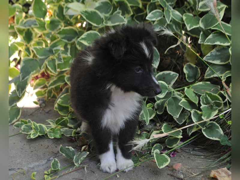 Shetland Sheepdog Sheltie Welpen Mädchen FCI