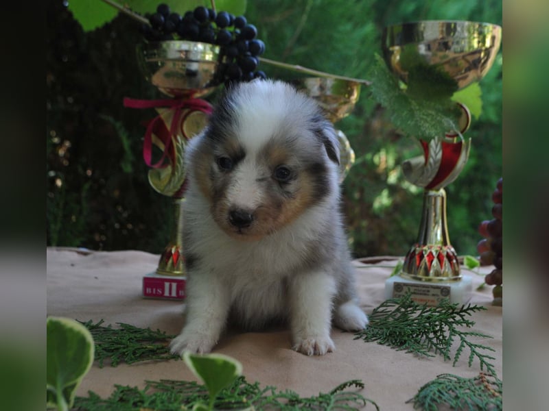 Sheltie FCI Hündinnen