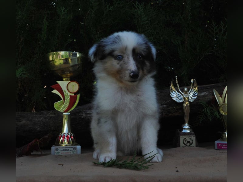 Sheltie FCI Hündinnen
