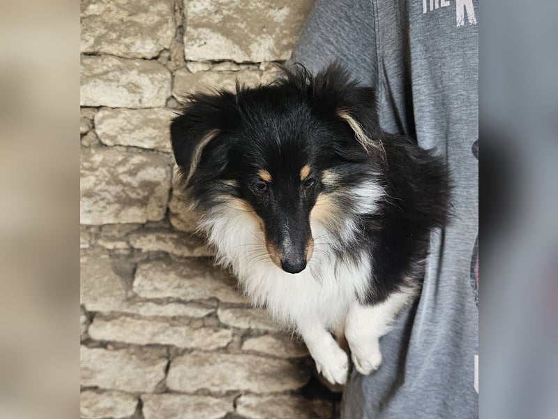 Sheltie-Mädchen FCI