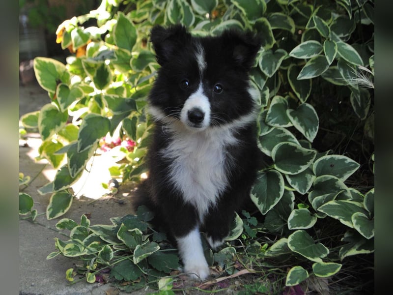 Shetland Sheepdog Sheltie Welpen Mädchen FCI