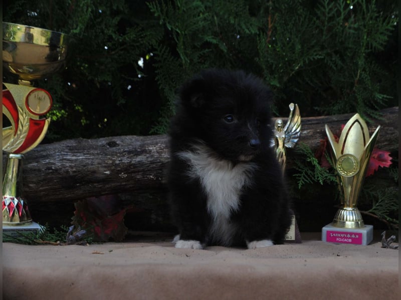 Sheltie FCI Hündin