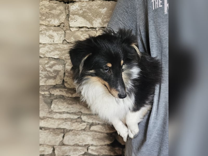 Sheltie-Mädchen FCI