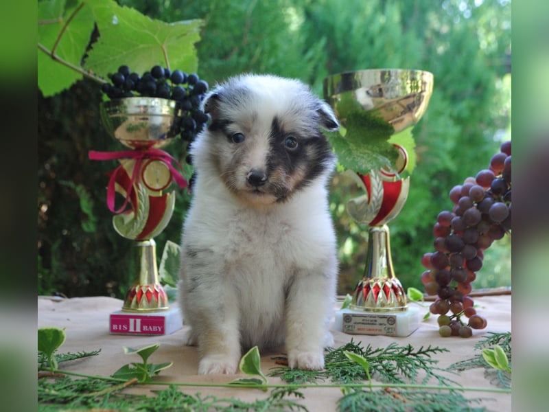 Sheltie FCI Hündinnen
