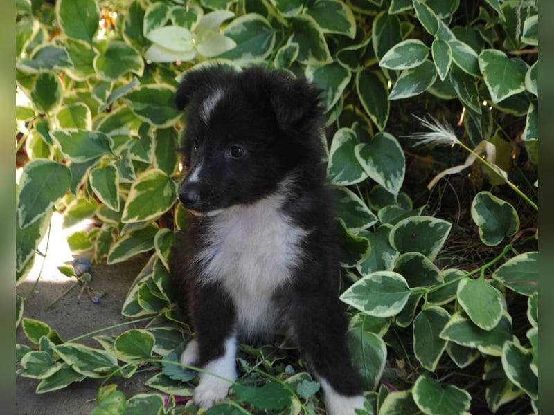 Shetland Sheepdog Sheltie Welpen Mädchen FCI