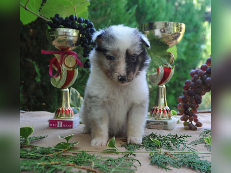 Sheltie FCI Hündinnen