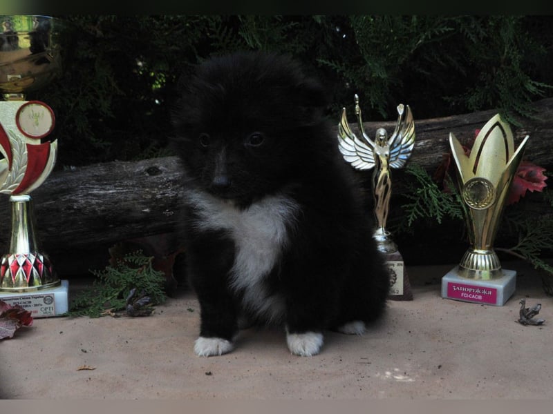 Sheltie FCI Hündin