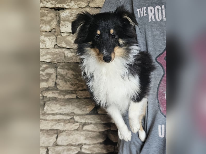 Sheltie-Mädchen FCI