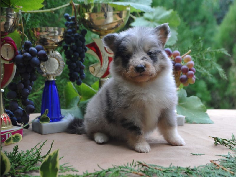 Sheltie FCI Hündinnen