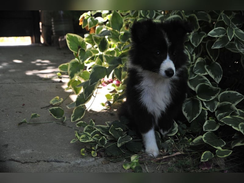 Shetland Sheepdog Sheltie Welpen Mädchen FCI