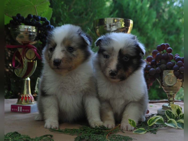 Sheltie FCI Hündinnen