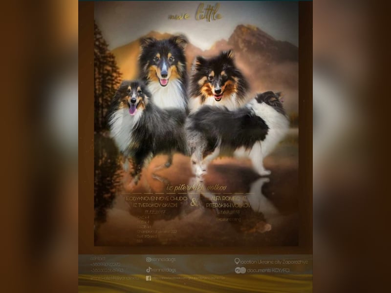 Sheltie-Mädchen FCI