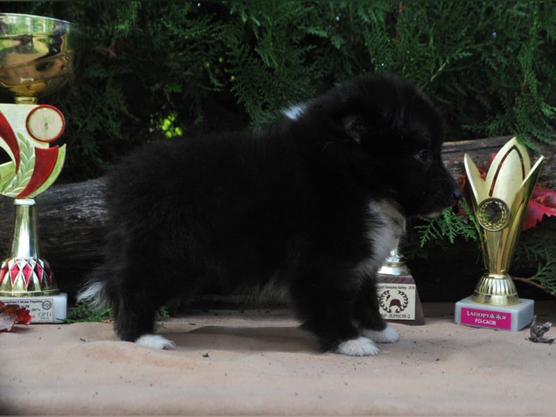 Sheltie FCI Hündin