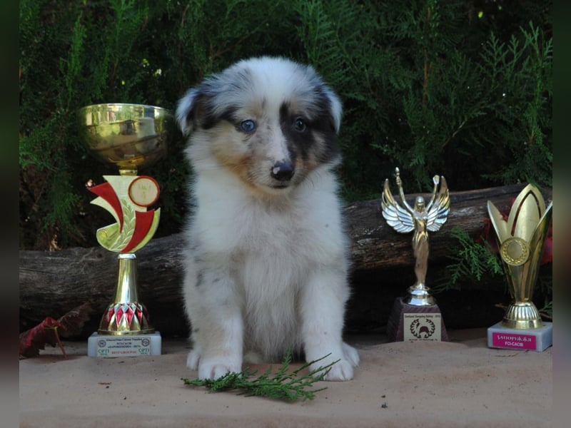 Sheltie FCI Hündinnen