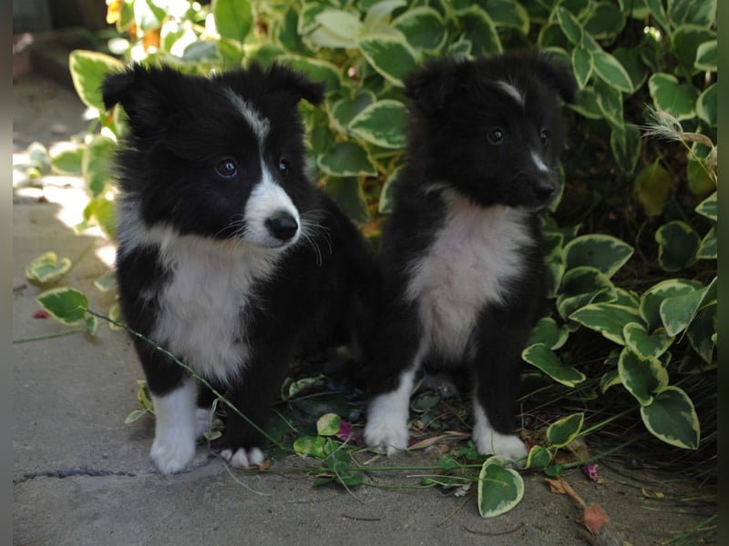 Shetland Sheepdog Sheltie Welpen Mädchen FCI