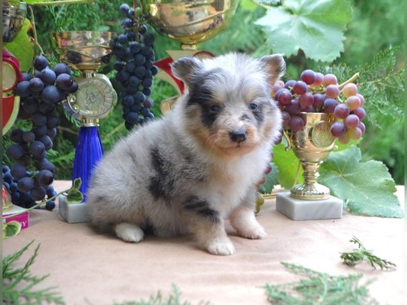 Sheltie FCI Hündinnen