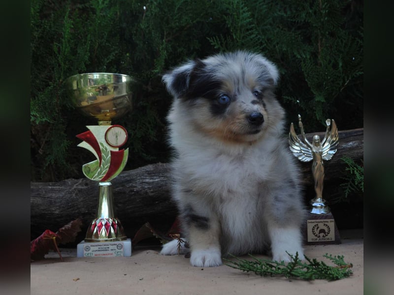 Sheltie FCI Hündinnen