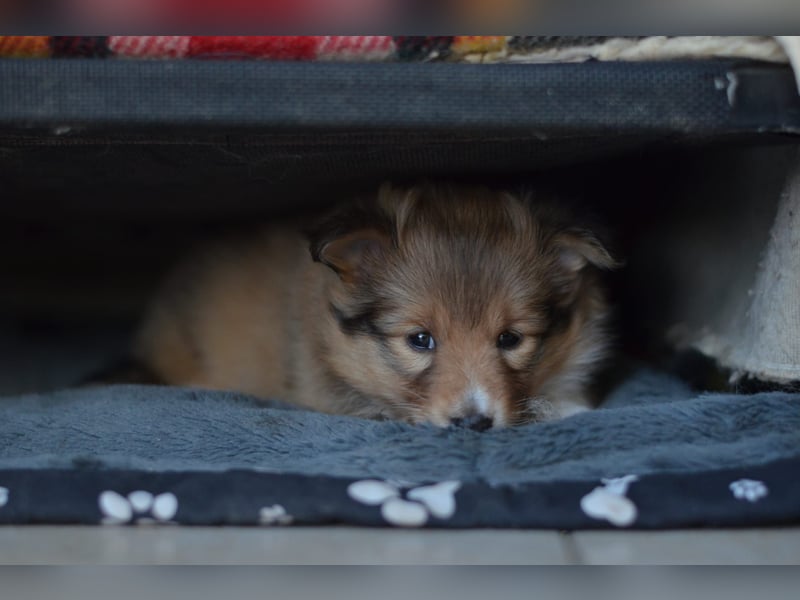 Sheltie Welpen