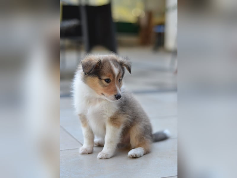 Sheltie Welpen