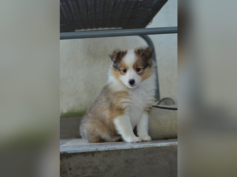 Sheltie Welpen
