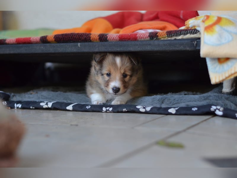 Sheltie Welpen