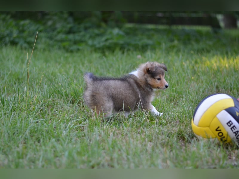Sheltie Welpen
