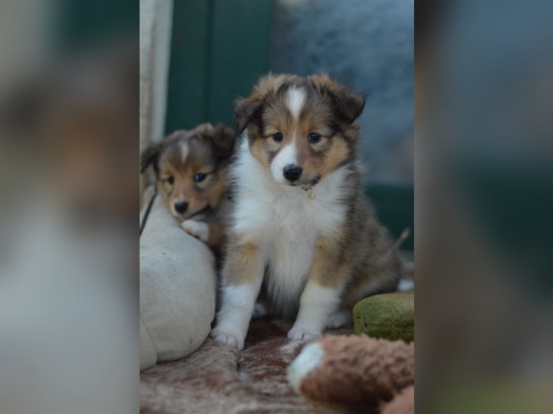 Sheltie Welpen