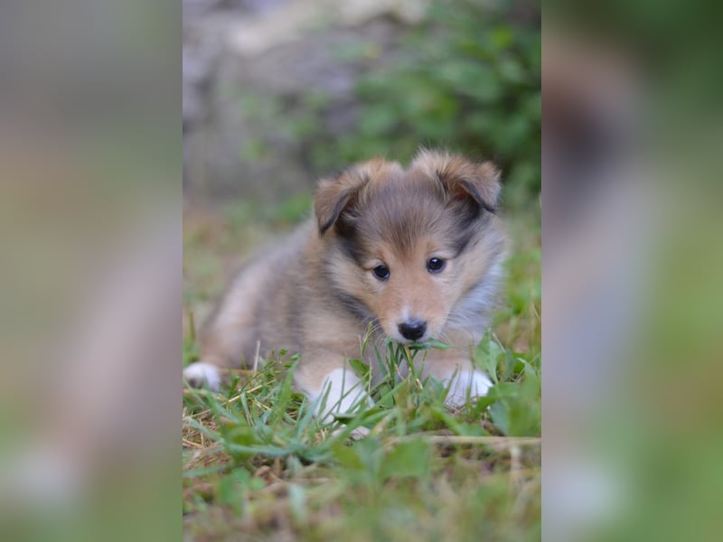 Sheltie Welpen