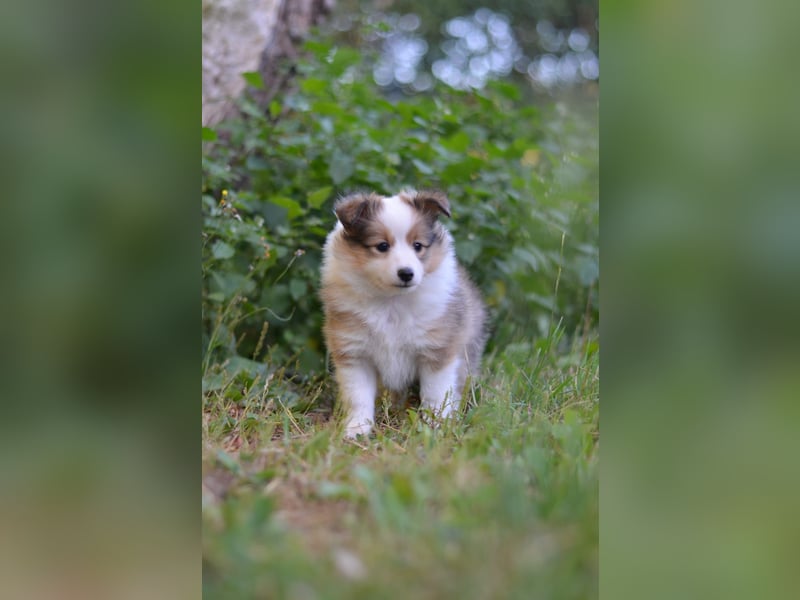 Sheltie Welpen