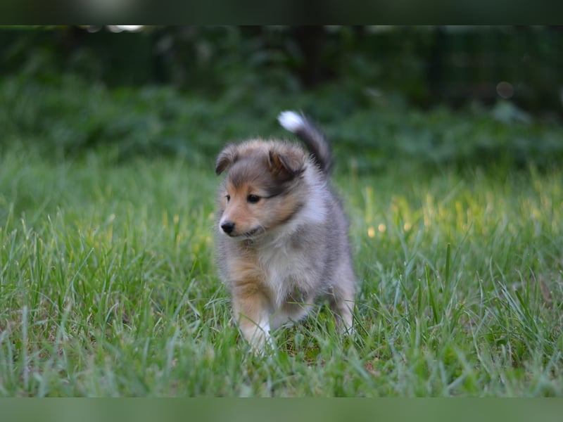 Sheltie Welpen
