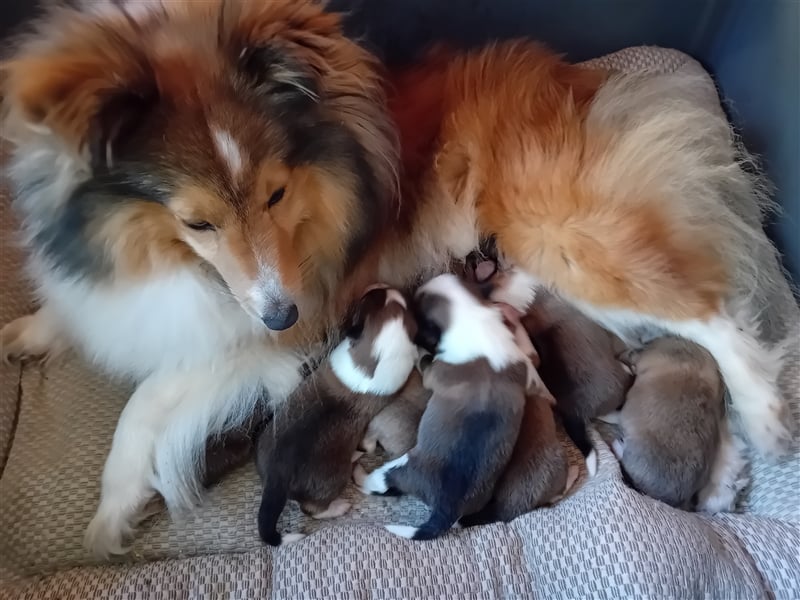 Sheltie Welpen