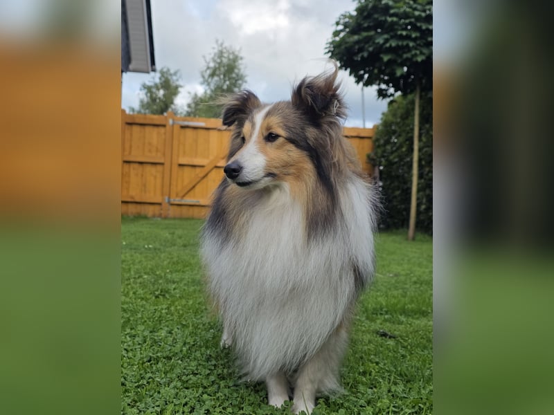 Sheltie Deckrüde