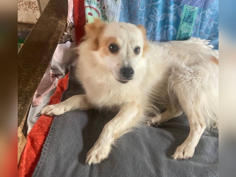 CHERRY ruhige, verspielte ca. 2 J. Sheltiemixhündin sucht Dich!