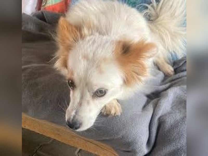 CHERRY ruhige, verspielte ca. 2 J. Sheltiemixhündin sucht Dich!