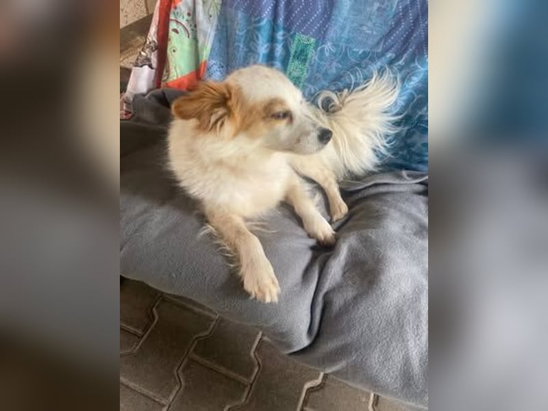 CHERRY ruhige, verspielte ca. 2 J. Sheltiemixhündin sucht Dich!