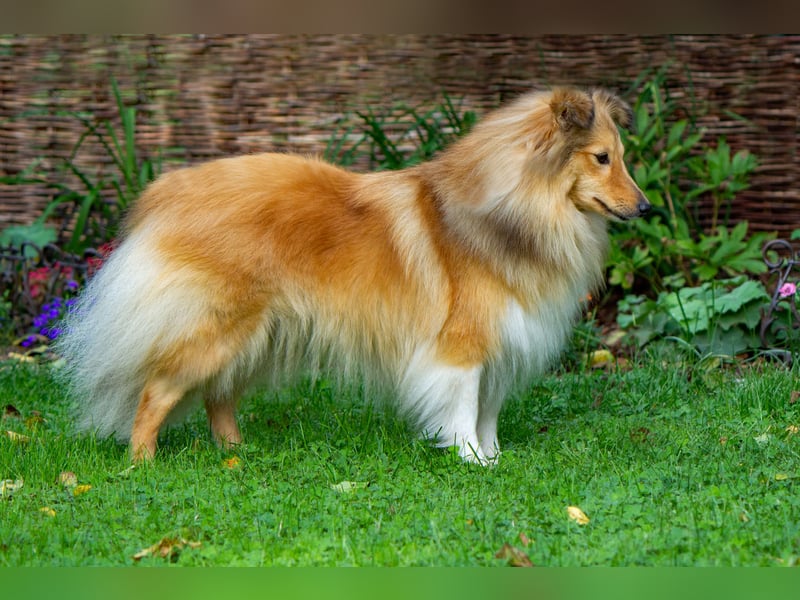 Wir erwarten Sheltie-Welpen