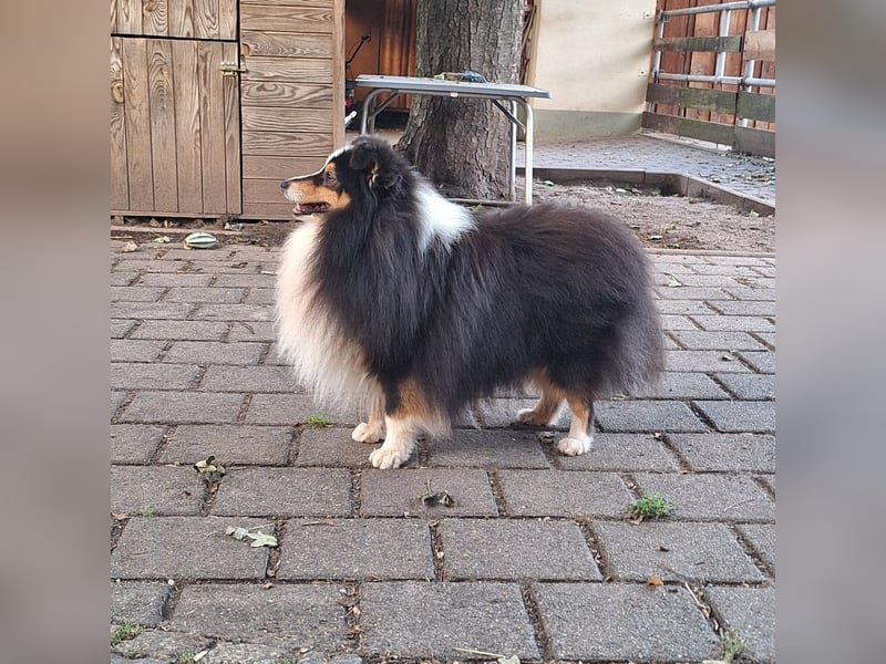 Wir erwarten Sheltie-Welpen