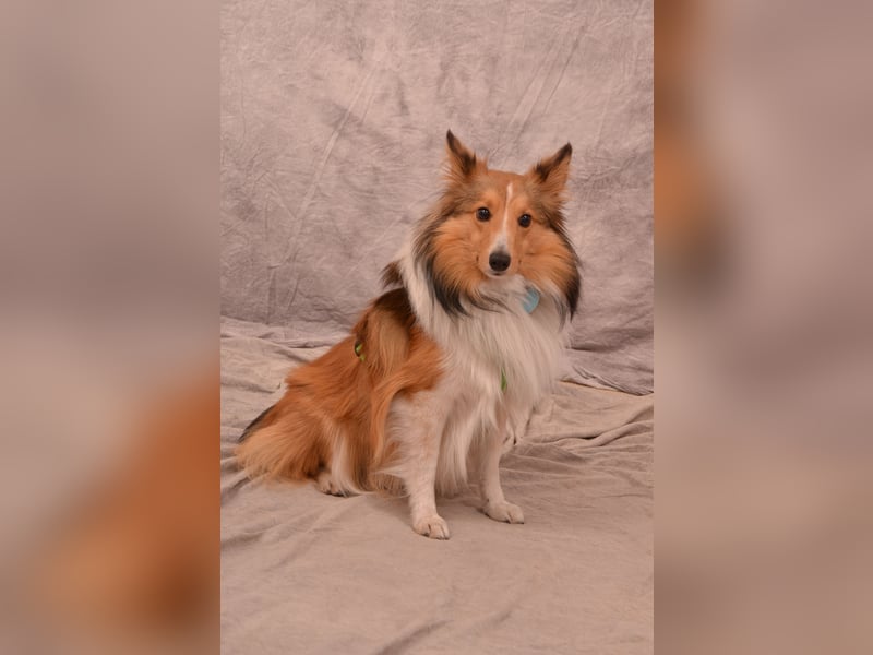 Sheltie-Deckrüde LOKI