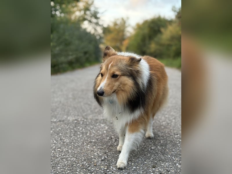Sheltie-Deckrüde LOKI