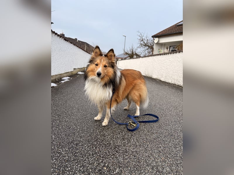 Deckrüde Loki (kein Verkauf)