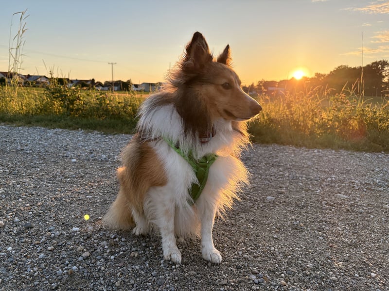 Deckrüde Loki (kein Verkauf)