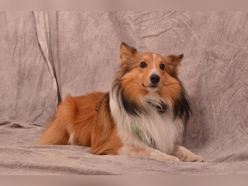 Sheltie-Deckrüde LOKI