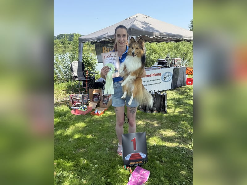 Sheltie-Deckrüde LOKI